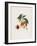 Pavie De Pompone. (Peaches), from Traite Des Arbres Fruitiers, 1807-1835-Pierre Antoine Poiteau-Framed Giclee Print