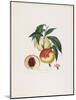 Pavie De Pompone. (Peaches), from Traite Des Arbres Fruitiers, 1807-1835-Pierre Antoine Poiteau-Mounted Giclee Print