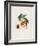 Pavie De Pompone. (Peaches), from Traite Des Arbres Fruitiers, 1807-1835-Pierre Antoine Poiteau-Framed Giclee Print