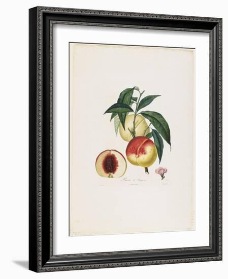 Pavie De Pompone. (Peaches), from Traite Des Arbres Fruitiers, 1807-1835-Pierre Antoine Poiteau-Framed Giclee Print