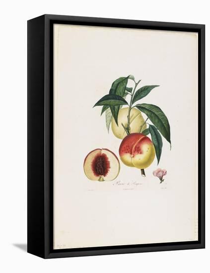Pavie De Pompone. (Peaches), from Traite Des Arbres Fruitiers, 1807-1835-Pierre Antoine Poiteau-Framed Premier Image Canvas
