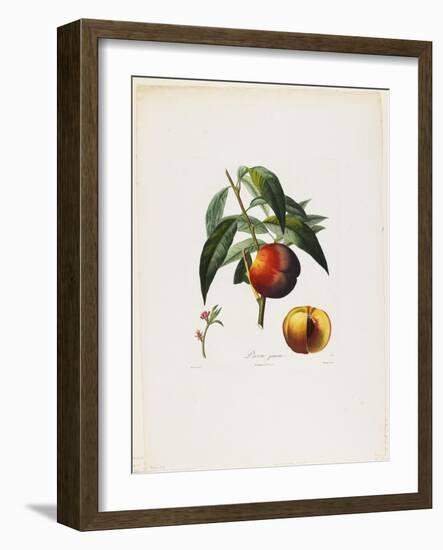 Pavie Jaune. (Peaches), from Traite Des Arbres Fruitiers, 1807-1835-Pierre Antoine Poiteau-Framed Giclee Print