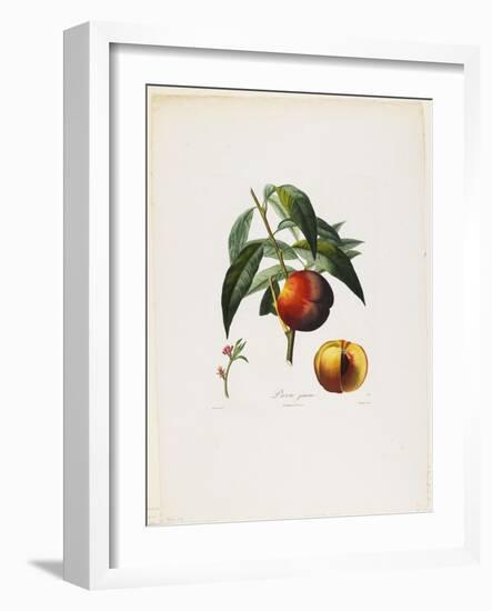 Pavie Jaune. (Peaches), from Traite Des Arbres Fruitiers, 1807-1835-Pierre Antoine Poiteau-Framed Giclee Print