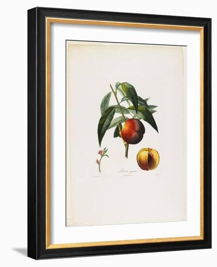 Pavie Jaune. (Peaches), from Traite Des Arbres Fruitiers, 1807-1835-Pierre Antoine Poiteau-Framed Giclee Print