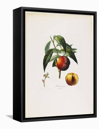 Pavie Jaune. (Peaches), from Traite Des Arbres Fruitiers, 1807-1835-Pierre Antoine Poiteau-Framed Premier Image Canvas