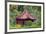 Pavilion inside Shilin Official Residence, Taipei, Taiwan-Keren Su-Framed Premium Photographic Print