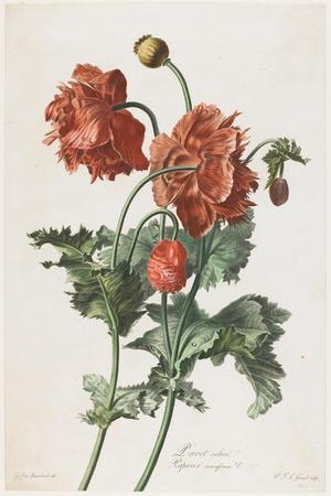 Pavot Cultive, from Fleurs Dessinees D'Apres Nature, C. 1800' Giclee Print  - Gerard Van Spaendonck | Art.com