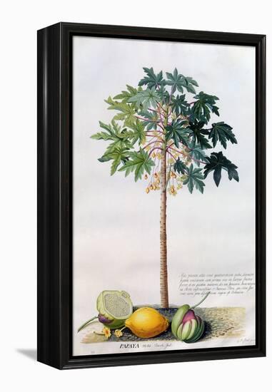 Pawpaw Tree, 1742-Georg Dionysius Ehret-Framed Premier Image Canvas