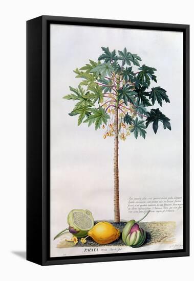 Pawpaw Tree, 1742-Georg Dionysius Ehret-Framed Premier Image Canvas