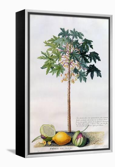 Pawpaw Tree, 1742-Georg Dionysius Ehret-Framed Premier Image Canvas