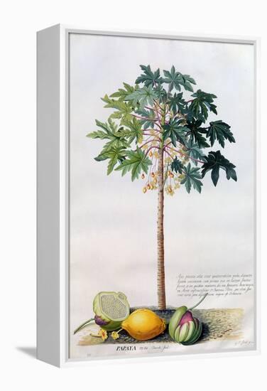 Pawpaw Tree, 1742-Georg Dionysius Ehret-Framed Premier Image Canvas