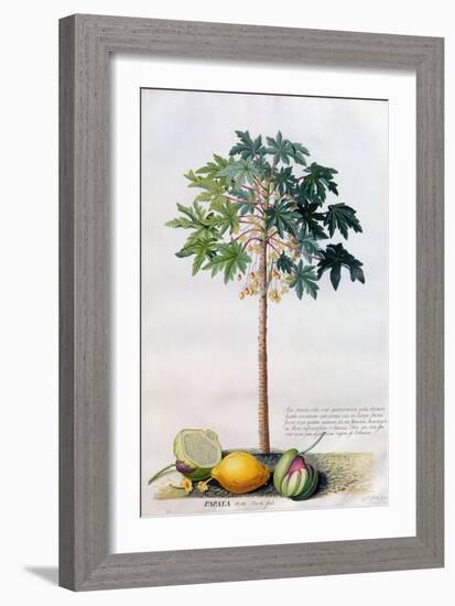 Pawpaw Tree, 1742-Georg Dionysius Ehret-Framed Giclee Print