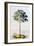 Pawpaw Tree, 1742-Georg Dionysius Ehret-Framed Giclee Print