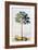 Pawpaw Tree, 1742-Georg Dionysius Ehret-Framed Giclee Print