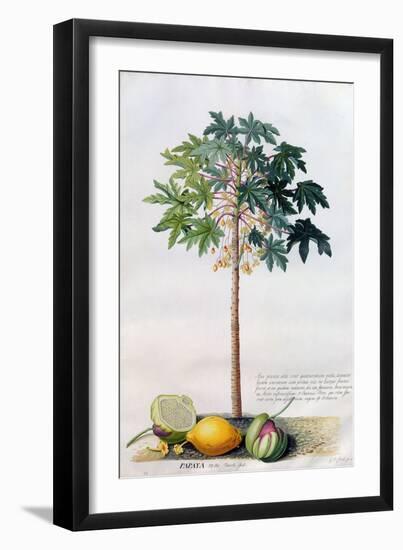 Pawpaw Tree, 1742-Georg Dionysius Ehret-Framed Giclee Print