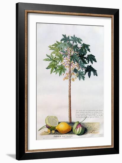 Pawpaw Tree, 1742-Georg Dionysius Ehret-Framed Giclee Print