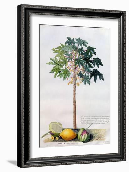 Pawpaw Tree, 1742-Georg Dionysius Ehret-Framed Giclee Print