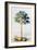 Pawpaw Tree, 1742-Georg Dionysius Ehret-Framed Giclee Print