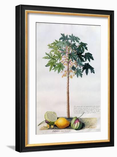 Pawpaw Tree, 1742-Georg Dionysius Ehret-Framed Giclee Print