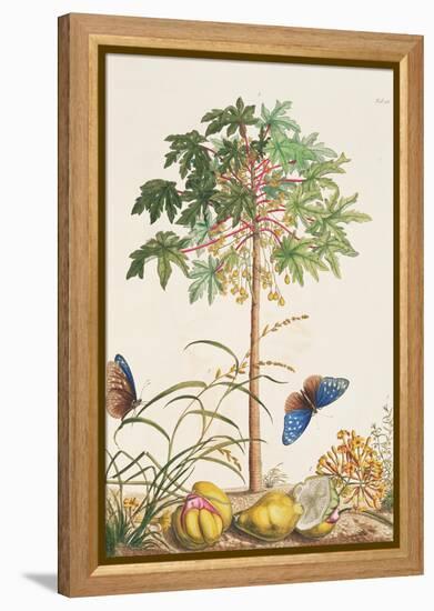 Pawpaw Tree-Georg Dionysius Ehret-Framed Premier Image Canvas