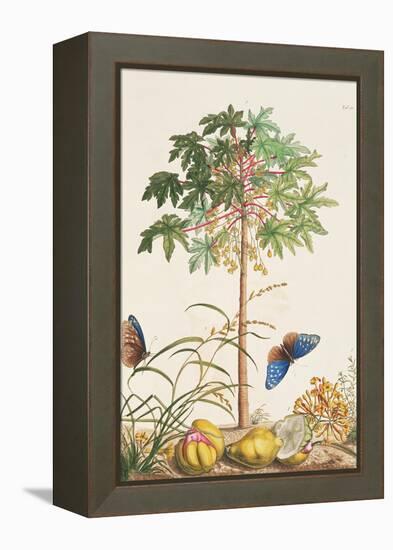 Pawpaw Tree-Georg Dionysius Ehret-Framed Premier Image Canvas