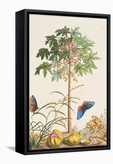 Pawpaw Tree-Georg Dionysius Ehret-Framed Premier Image Canvas