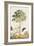 Pawpaw Tree-Georg Dionysius Ehret-Framed Giclee Print