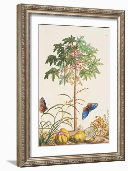 Pawpaw Tree-Georg Dionysius Ehret-Framed Giclee Print