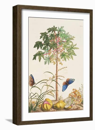 Pawpaw Tree-Georg Dionysius Ehret-Framed Giclee Print