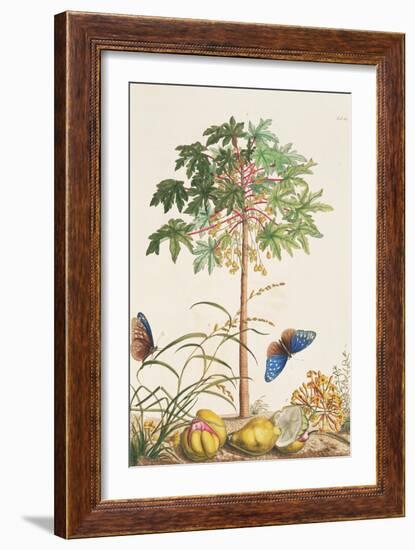 Pawpaw Tree-Georg Dionysius Ehret-Framed Giclee Print