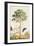 Pawpaw Tree-Georg Dionysius Ehret-Framed Giclee Print