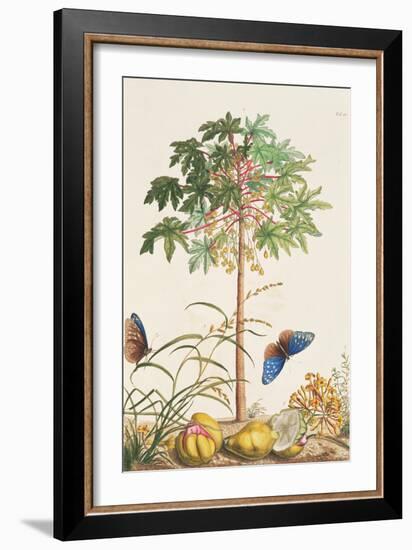 Pawpaw Tree-Georg Dionysius Ehret-Framed Giclee Print