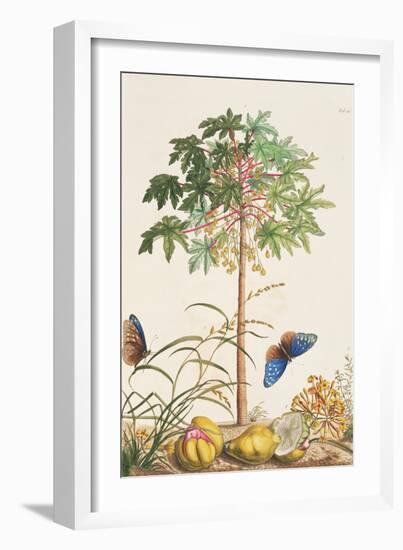 Pawpaw Tree-Georg Dionysius Ehret-Framed Giclee Print