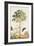 Pawpaw Tree-Georg Dionysius Ehret-Framed Giclee Print