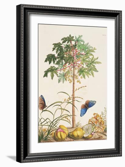 Pawpaw Tree-Georg Dionysius Ehret-Framed Giclee Print