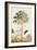 Pawpaw Tree-Georg Dionysius Ehret-Framed Giclee Print