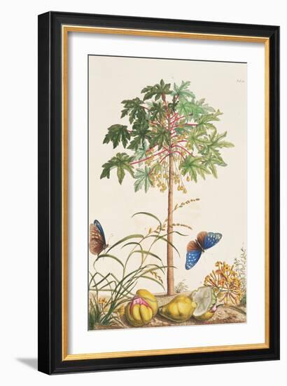 Pawpaw Tree-Georg Dionysius Ehret-Framed Giclee Print