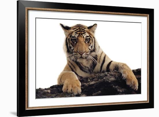 Paws Ahead - Pure-Staffan Widstrand-Framed Giclee Print