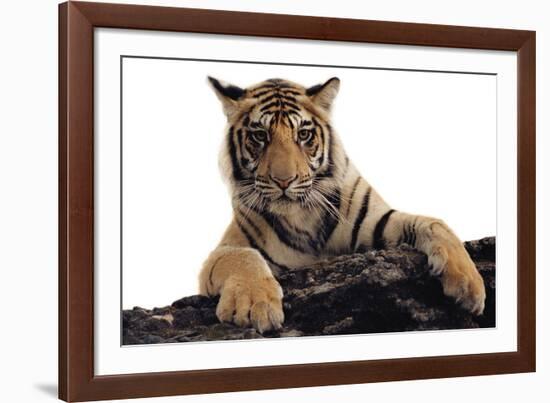 Paws Ahead - Pure-Staffan Widstrand-Framed Giclee Print