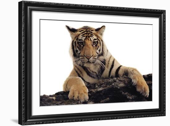 Paws Ahead - Pure-Staffan Widstrand-Framed Giclee Print