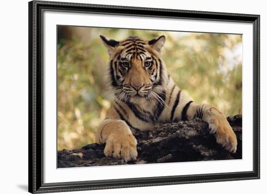 Paws Ahead-Staffan Widstrand-Framed Giclee Print