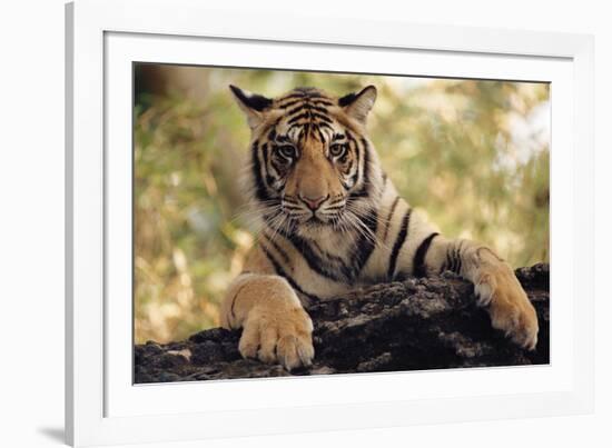 Paws Ahead-Staffan Widstrand-Framed Giclee Print