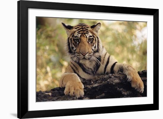 Paws Ahead-Staffan Widstrand-Framed Giclee Print