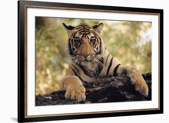 Paws Ahead-Staffan Widstrand-Framed Giclee Print