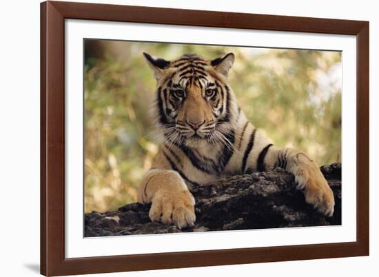 Paws Ahead-Staffan Widstrand-Framed Giclee Print