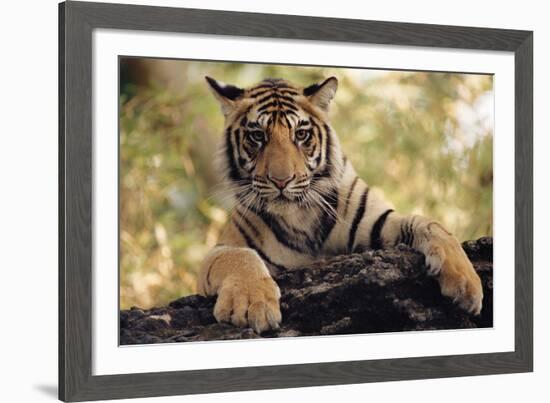 Paws Ahead-Staffan Widstrand-Framed Giclee Print