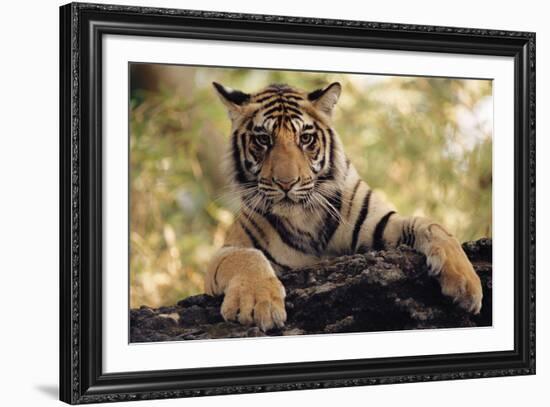 Paws Ahead-Staffan Widstrand-Framed Giclee Print