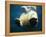 Paws of a Floating Polar Bear-Stuart Westmorland-Framed Premier Image Canvas