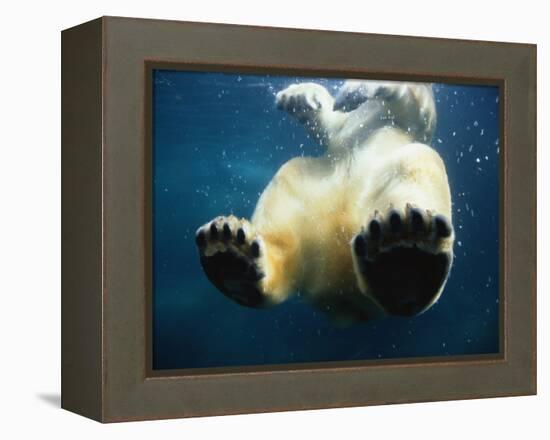 Paws of a Floating Polar Bear-Stuart Westmorland-Framed Premier Image Canvas