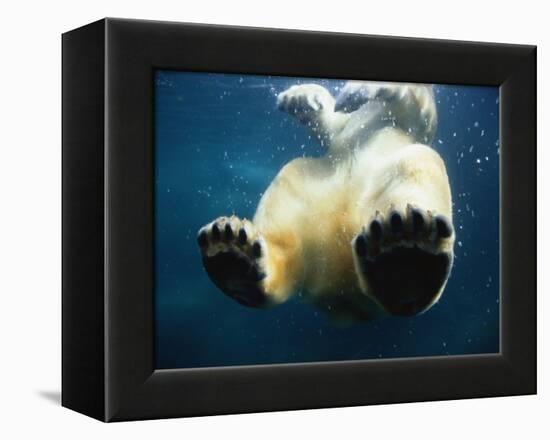 Paws of a Floating Polar Bear-Stuart Westmorland-Framed Premier Image Canvas